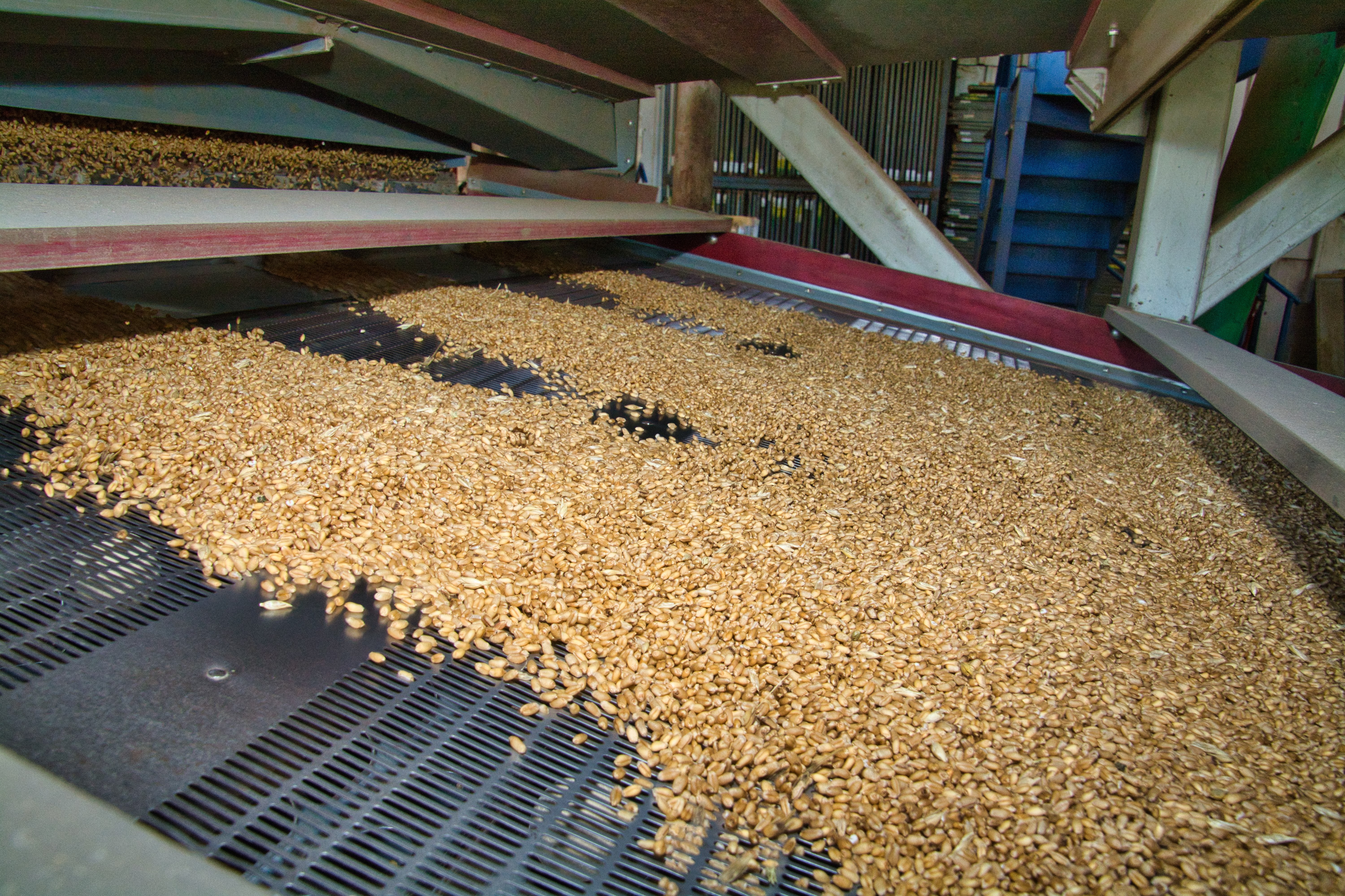Seed Services