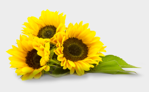 Ornamental Sunflowers Hybrids