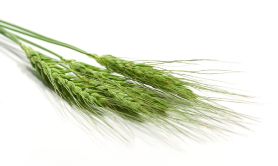 Spring Wheat Seeds