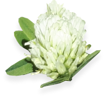 Clover ''Tabor